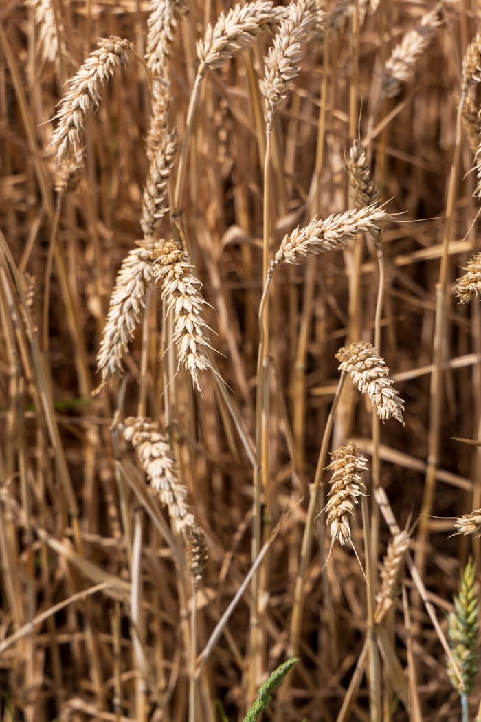 Close-up of ripe golden wheat ready for harvest in a summer field.